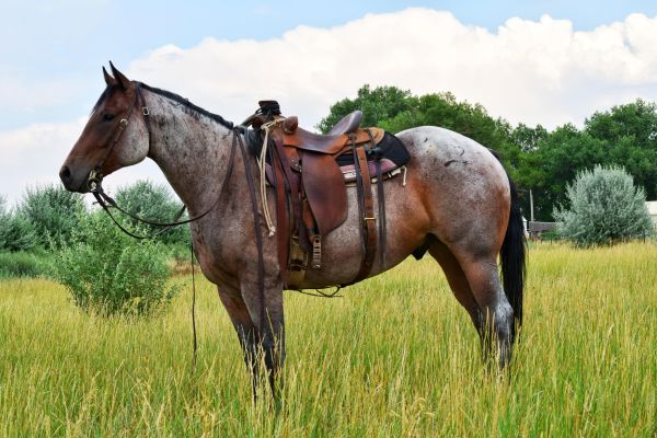 SH FROSTED BOURBON