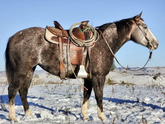 MEETEETSE pitchforkranchhorsesale,  meeteetse Pitchfork, Ranch horses, sale results